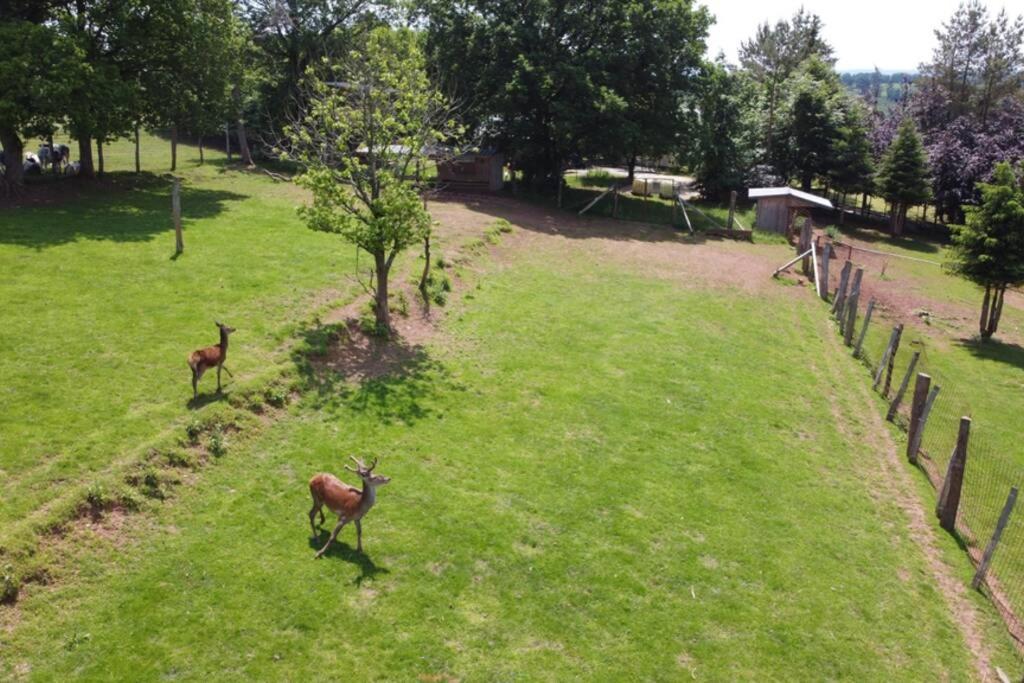 Le Grand Cerf 25 Pers, Malmedy- Chalet Rustique, Jardin Luaran gambar